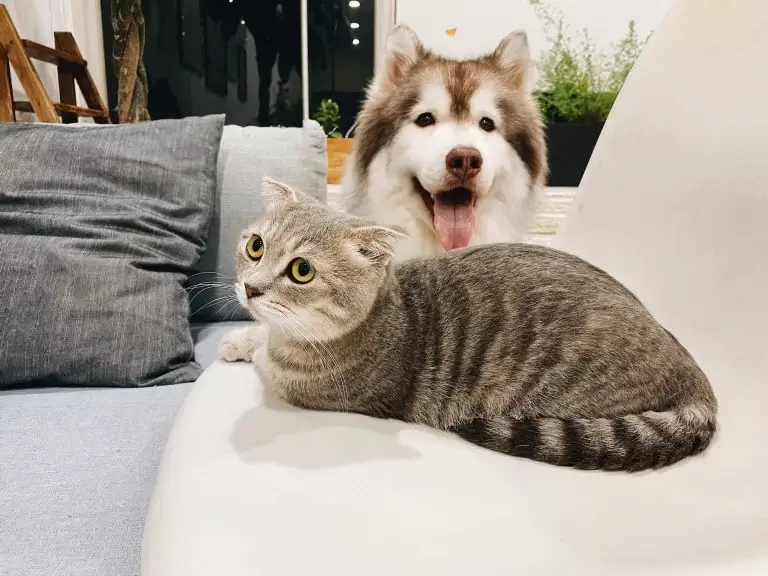 5 Pets Mais Comuns em Condomínios