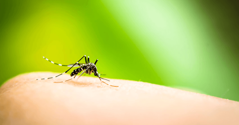 5 cuidados para conter surto de dengue em condomínios