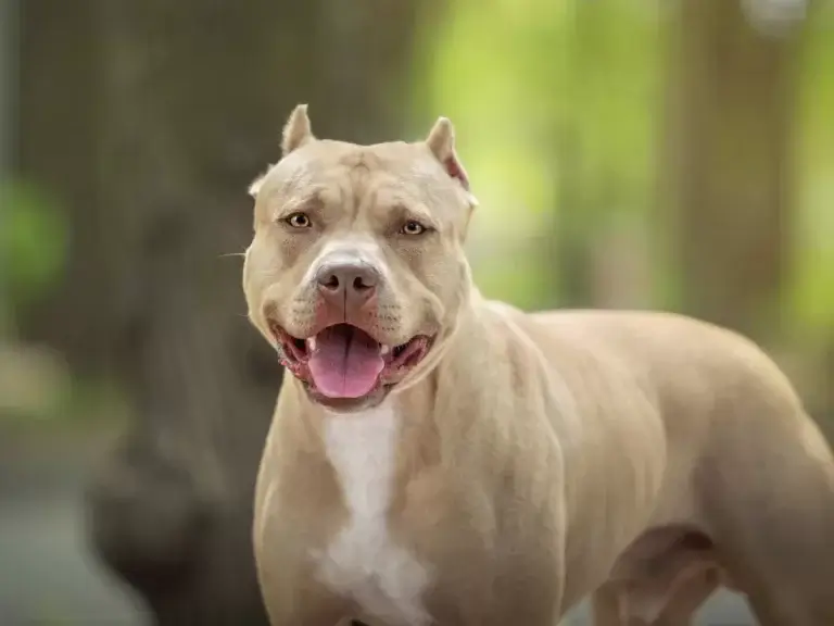Cães Ferozes em Condomínios: Entenda a Conduta Correta e as Leis Aplicáveis