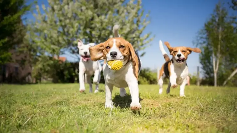 Cuidados e Manutenção em Pet-Places em Condomínios
